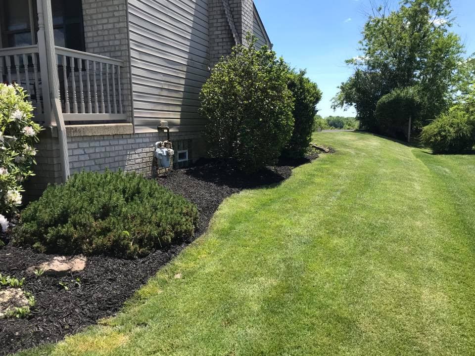 Lush green lawn with neatly trimmed shrubs alongside a house on a sunny day.