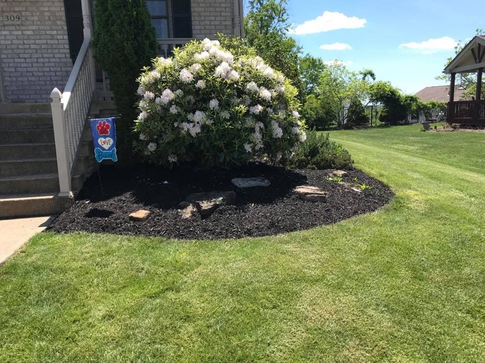 Beautiful landscaped yard featuring a blooming rhododendron bush and fresh mulch.