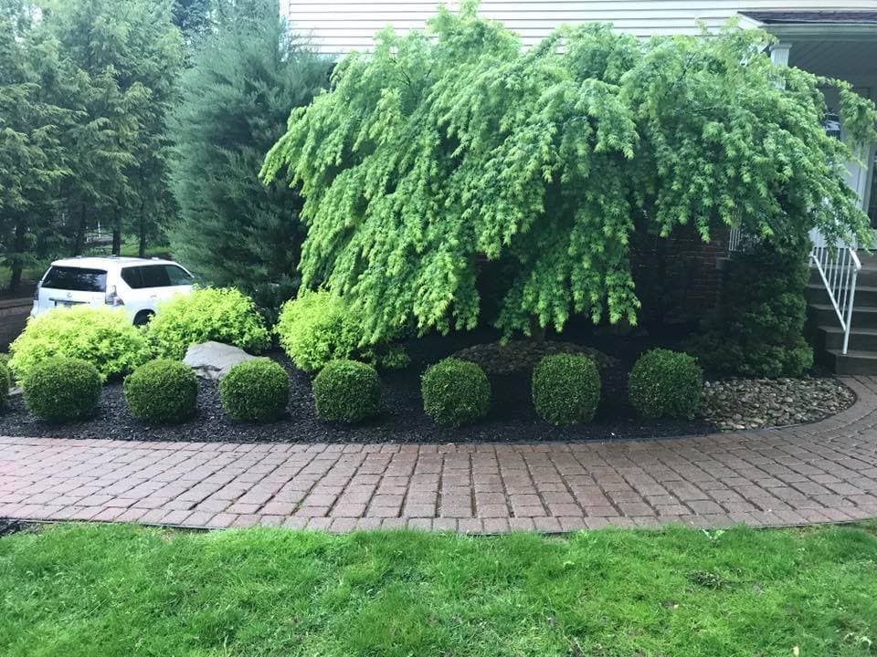 Lush green landscaping with rounded bushes and a stone pathway near a home.