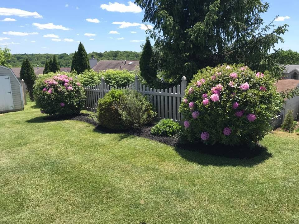 Colorful blooming rhododendrons in a lush green garden with a white picket fence.