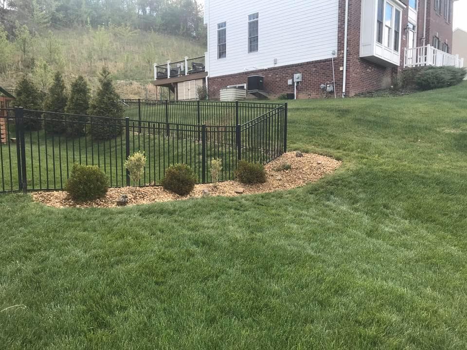 Lush green lawn with decorative bushes and a black metal fence surrounding a backyard.