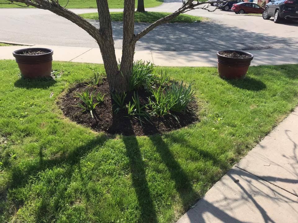 Tree with green plants and flower pots in a landscaped yard on a sunny day.