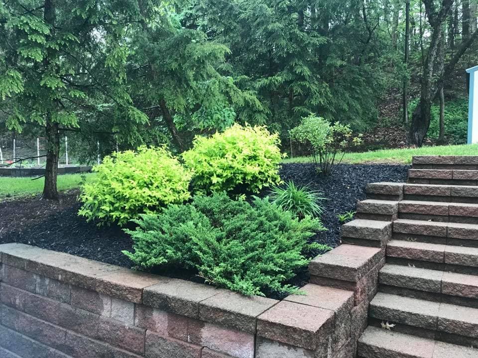 Lush green shrubs and plants in landscaped garden with stone steps and mulch.