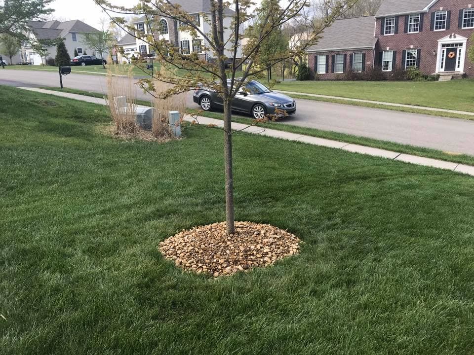 Tree surrounded by decorative stones in a well-maintained lawn on a residential street.
