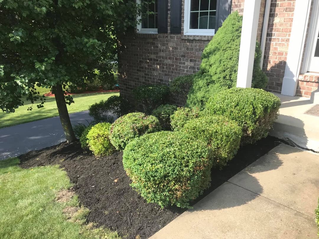 Lush green shrubs and neatly mulched garden beds near a brick home entrance.