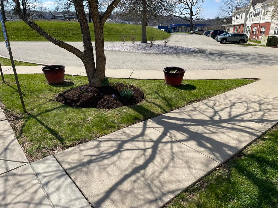 Tree with potted plants and shadow on grassy area near sidewalk in a residential neighborhood.