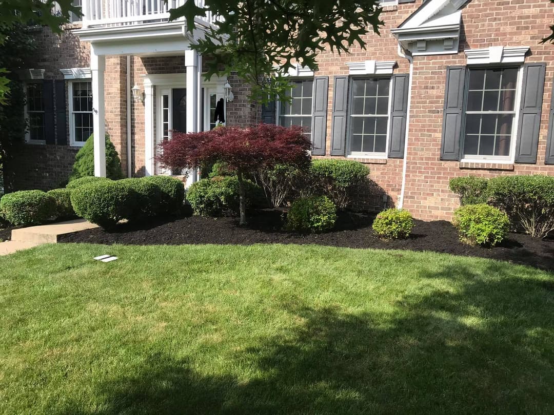 Lush garden with freshly mulched shrubs and a Japanese maple in front of a brick house.