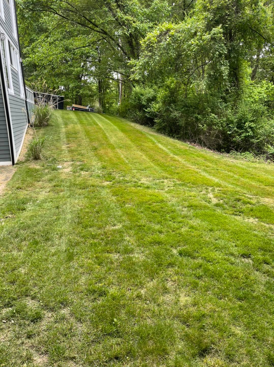 Lush green lawn with neatly mowed stripes and dense trees in a residential backyard.