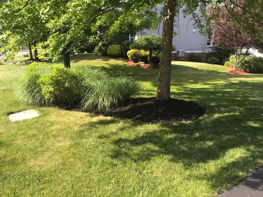 Lush green lawn with landscaped area featuring plants and mulch near a tree.