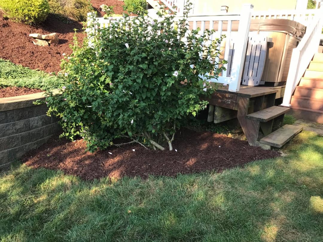 Lush green shrub with white flowers near wooden steps and a hot tub in a landscaped yard.