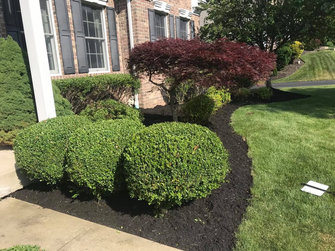 Lush landscaped garden with trimmed shrubs, Japanese maple, and fresh mulch in a sunny yard.