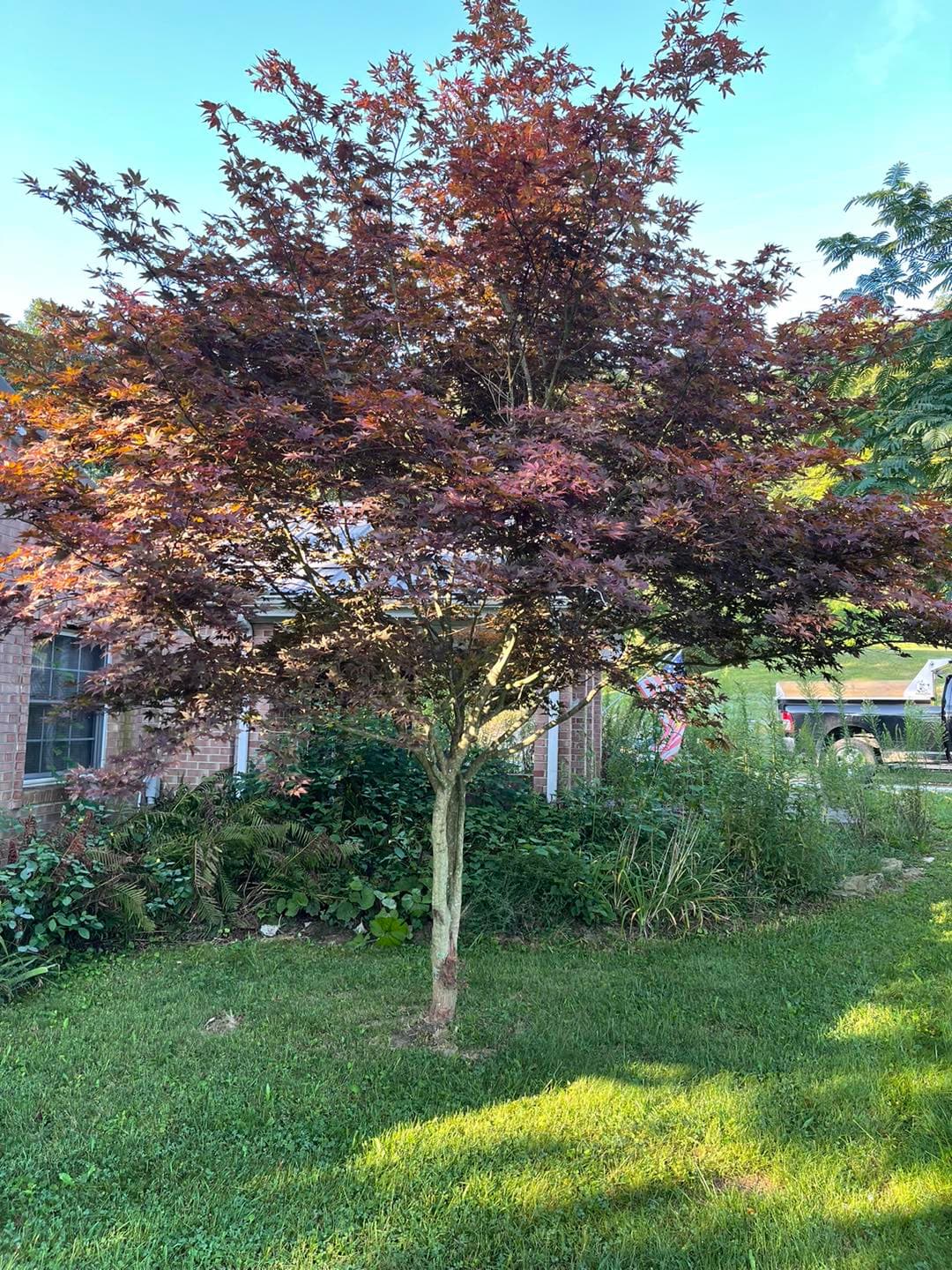 Red maple tree in a lush green yard with a brick house in the background.