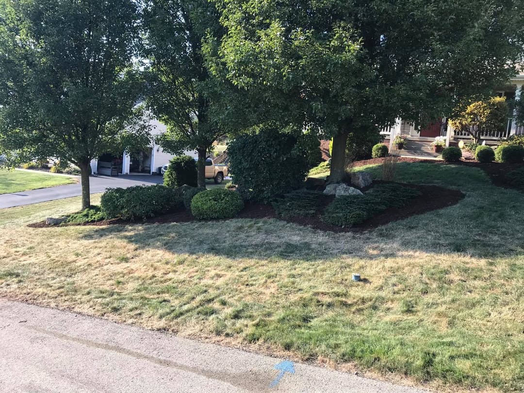 Lawn with shrubbery and trees in a residential neighborhood on a sunny day.
