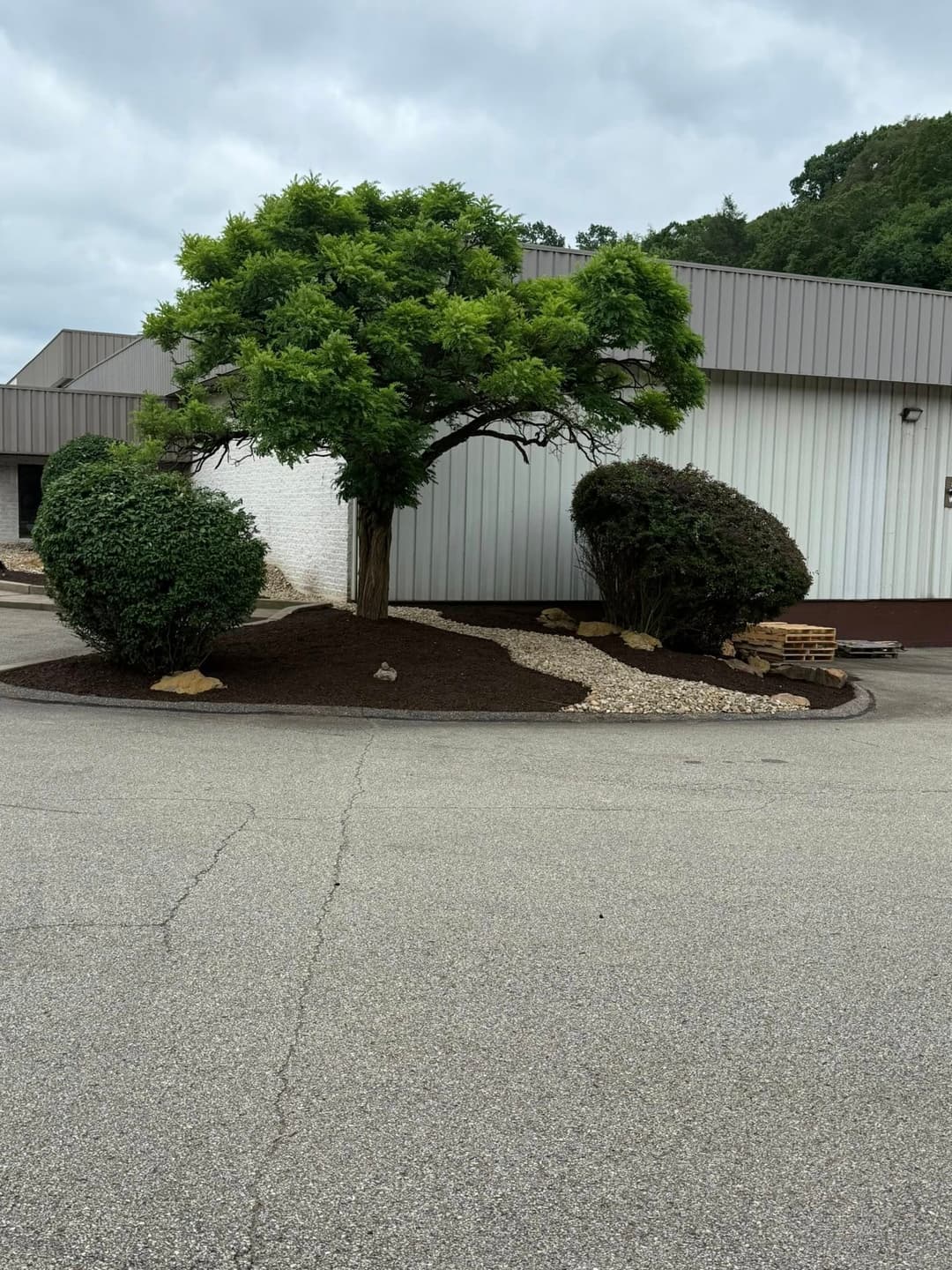 Lush green tree and shrubs in landscaped parking area beside industrial building.