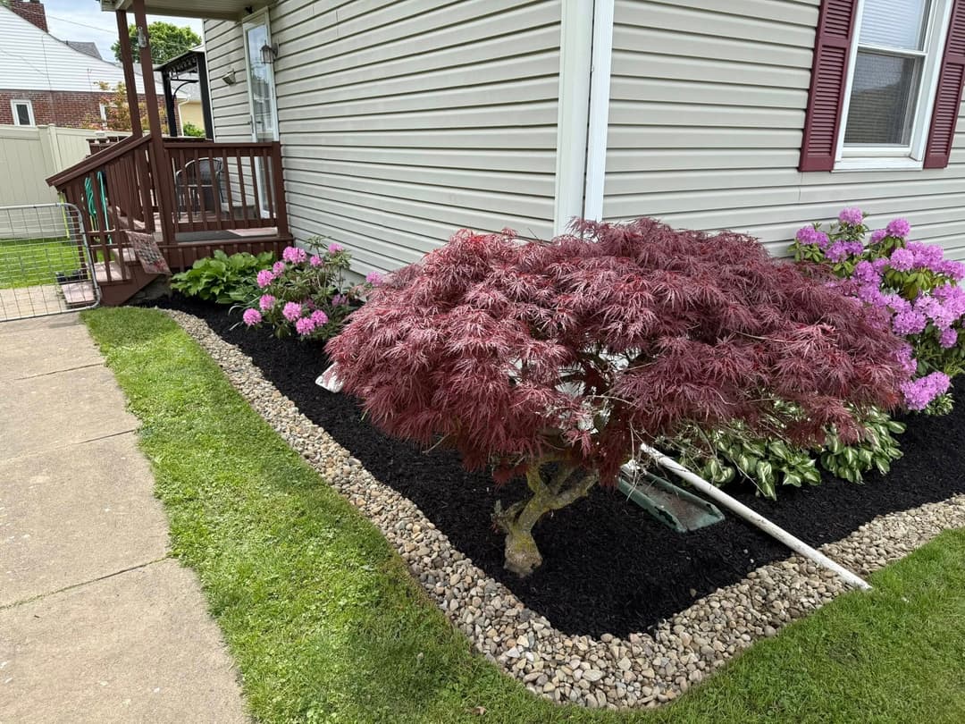 Japanese maple tree with vibrant red leaves in a landscaped garden with pink flowers.