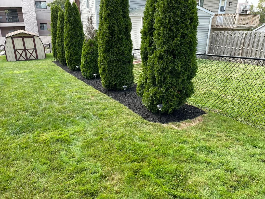 Row of tall, green evergreen trees along a black mulch border in a well-maintained yard.