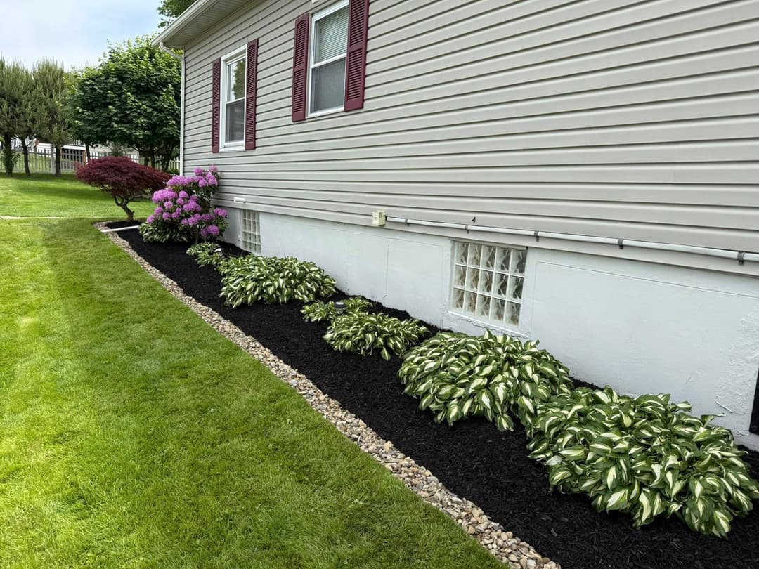 Lush garden featuring hostas, purple flowers, and freshly mulched landscaping beside a house.
